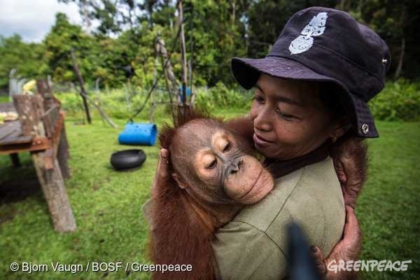 사육사가 중앙 칼리만탄 니아루 멘텡(Nyaru Menteng) 보르네오 오랑우탄 생존 재단(Borneo Orangutan Survival Foundation)에 살고 있는 오랑우탄을 안고 있다