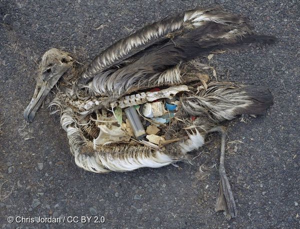 2009년 미드웨이섬에서 내장이 플라스틱 쓰레기로 가득찬 채 발견된 알바트로스 사체