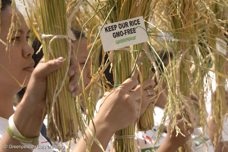 Greenpeace Activists wave post-harvest rice stalks at the Philippine Department of Agriculture in Manila, March 14, 2008 to remind the government to keep the country's rice supply free of risky contamination from genetically-modified (GMO) varieties. The peaceful protest, at the eve of World Consumer Rights Day, is part of Greenpeace's on-going campaign to protect rice from GMO contamination which poses inherent risks to consumer health, the environment, and farmers livelihoods.A Greenpeace activist hangs post-harvest rice stalks at the Philippine Department of Agriculture in Manila, March 14, 2008. Greenpeace is reminding the government to keep the country's rice supply free of risky contamination from genetically-modified (GMO) varieties. The peaceful protest, at the eve of World Consumer Rights Day, is part of Greenpeace's on-going campaign to protect rice from GMO contamination which poses inherent risks to consumer health, the environment, and farmers livelihoods. (c)Greenpeace/Luis Liwanag