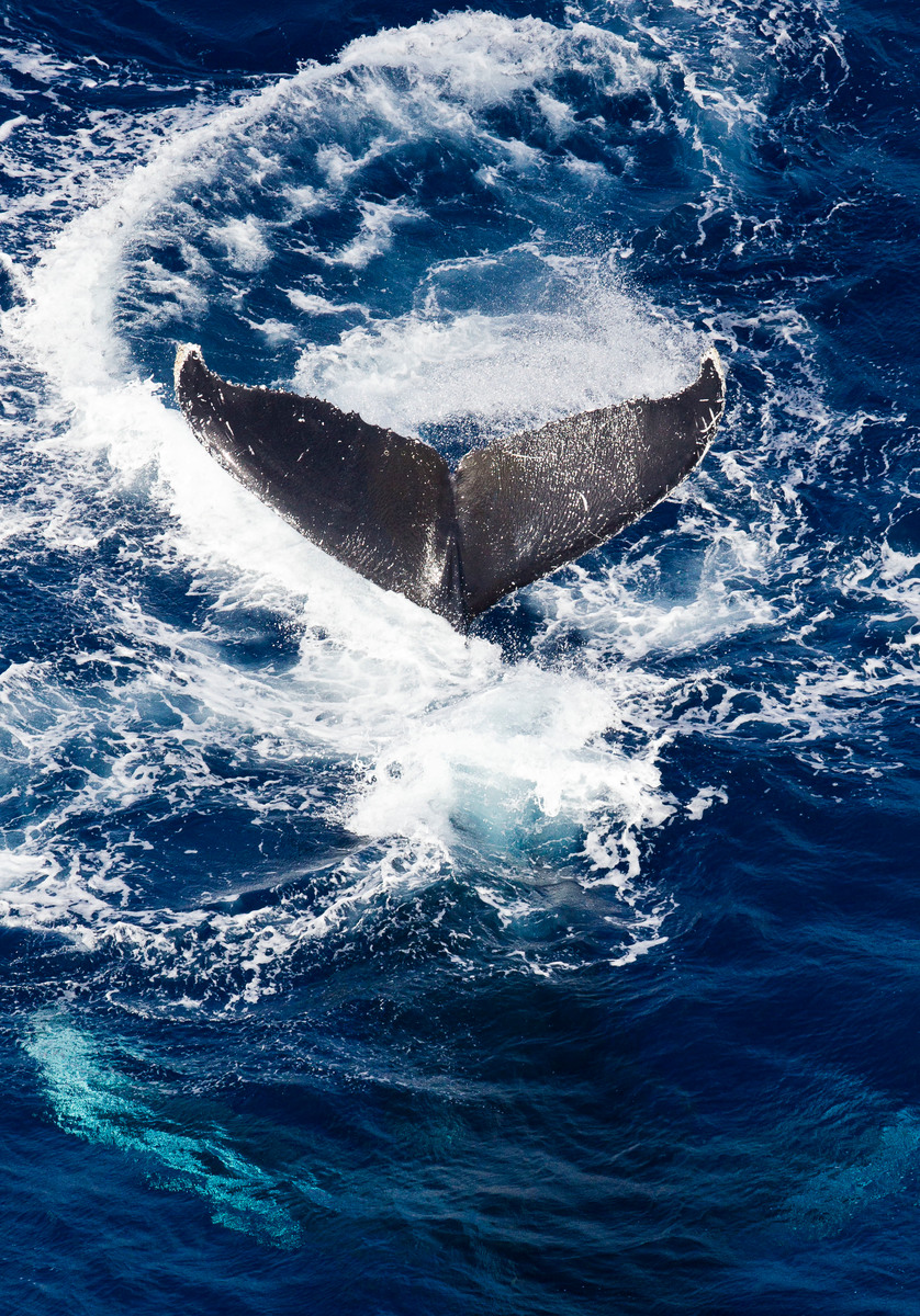 그린피스의 환경 감시선, 레인보우 워리어에서 촬영한 인도양 혹등고래. 여름 내내 남극이 있는 남쪽으로 이동한다
