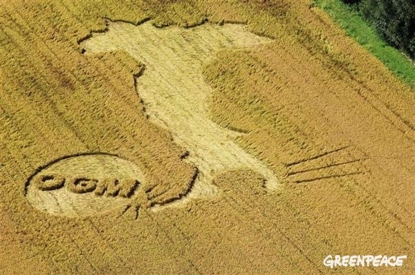 Sustainable Agriculture Rice Art in Italy. 09/17/2009 © Greenpeace / Maurizio Bianchi