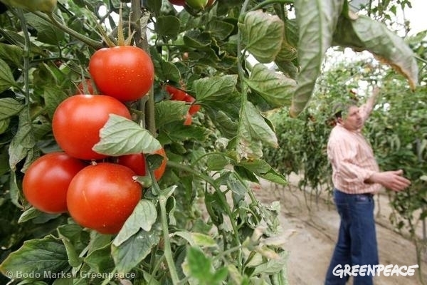 Organic Tomatoes in Spain. 03/27/2009 © Bodo Marks / Greenpeace