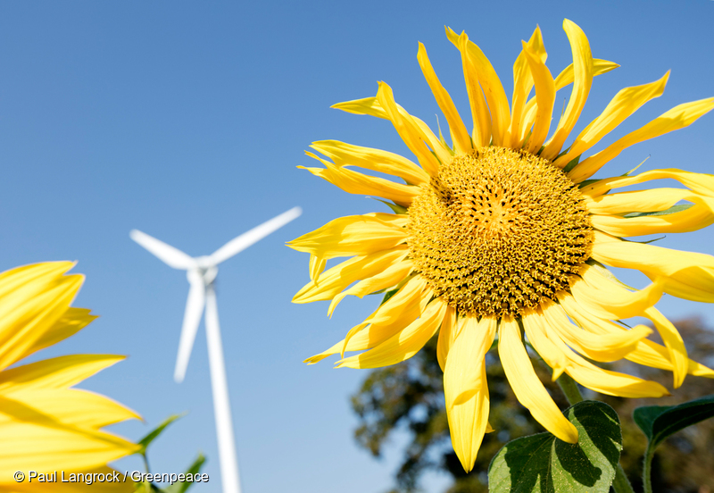 Copyright Paul- Langrock.de. Sonnenblume mit Windkraftanlage. Windenergieanlage, Windkraft, Bluete, Stengel, Sonnenblumenkern, Sonnenblumenkerne, Pflanze, Blume, Botanik, Flora, Energie, regenerative, umweltfreundliche, erneuerbare, alternative, Strom, Elektrizitaet, Klimawandel, Energiewende, sunflower in front of wind turbine, mirasol, electricity, energy, renewable. Wietow bei Wismar. Mecklenburg Vorpommern. 13. September 2016 