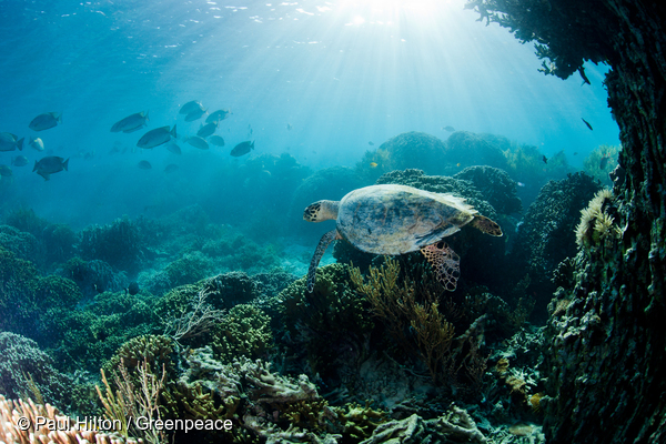 인도네시아 코모도 국립공원 바닷속을 유영하는 대모거북(Hawksbill Turtle)