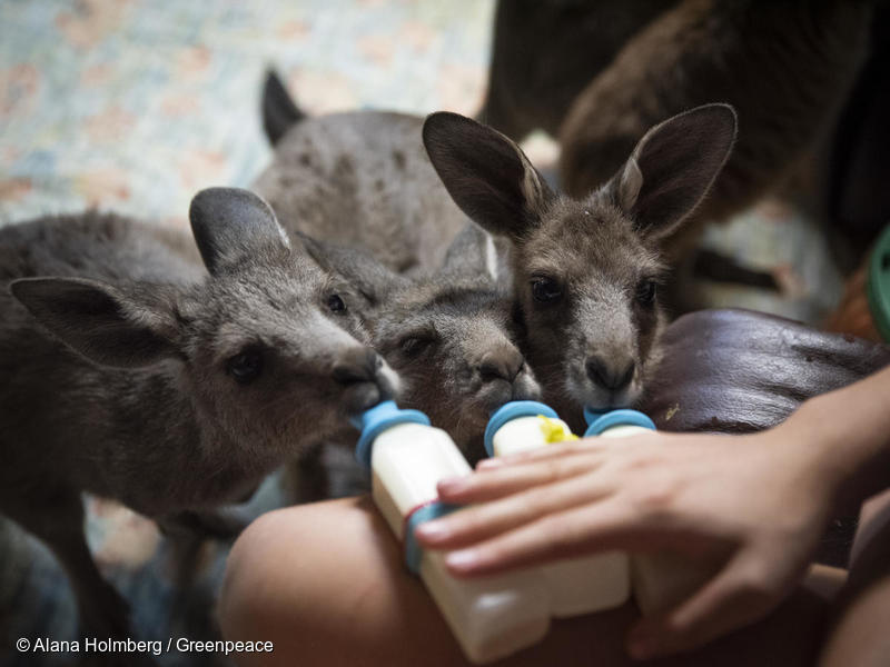 산불에서 구조된 아기 캥거루 세마리가 캥거루알라 야생동물 보호소에서 우유를 먹고있다. 