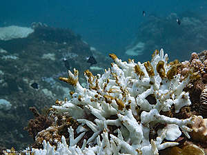 대만 산호 군락지 백화현상