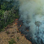 아마존을 위해 우리가 행동해야 하는 10가지 이유
