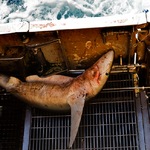 [보도자료] 상어 가족이 사라진다… 상어 급감 원인 꼽히는 ‘연승어업’