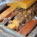 [성명서] 꿀벌 100억 마리 사라져도 괜찮다는 농식품부 발표… 그린피스 “꿀벌이 살 수 있는 환경 조성해야”