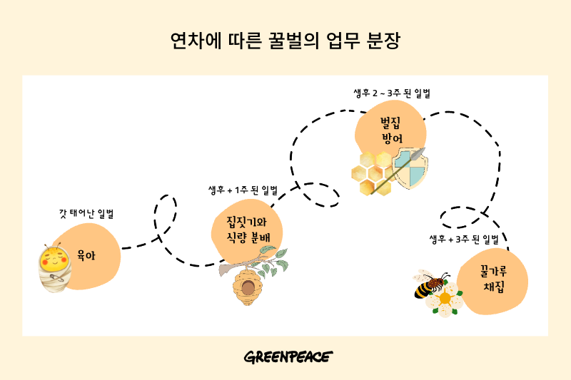 bee-lifecycle