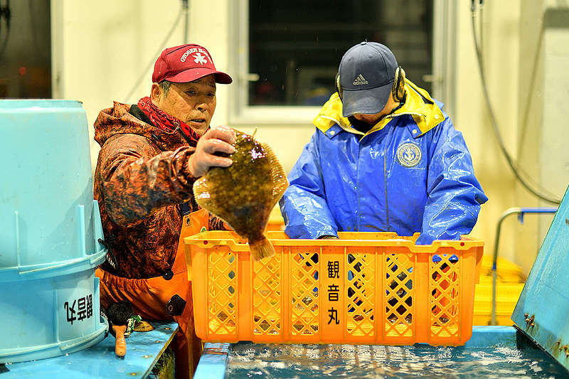 오노 하루오씨가 조업한 물고기를 확인하고 있다. ©Ryohei Kataoka/Greenpeace
