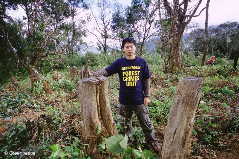 벌목된 나무 옆에 서 있는 그린피스 활동가. 그린피스는 2004년부터 하이난성, 윈난성 등지에서 APP의 자연림 훼손 사례를 조사해 폭로했다.