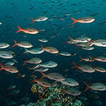 신화 속 바다 생물들이 살아 숨쉬는 갈라파고스 탐사