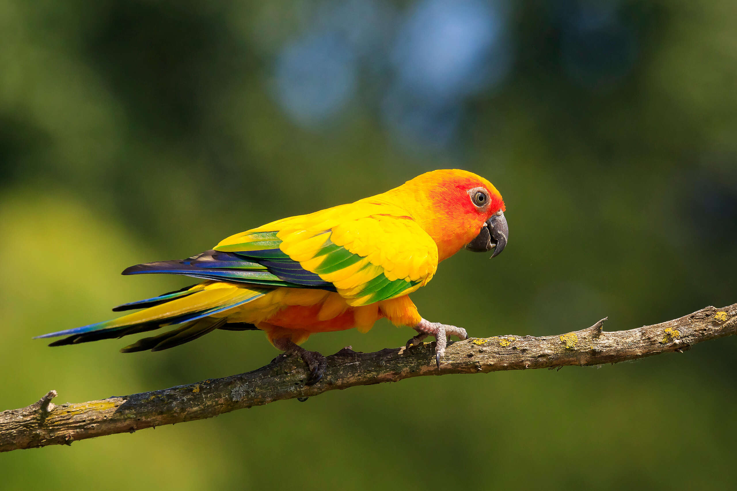 태양 앵무새(Aratinga solstitialis)라고도 알려진 썬 코뉴어(Sun Conure)는 남아메리카 북동부에 서식하는 중간 크기의 앵무새입니다.  Credit : ​Sander Meertins / Alamy Stock Photo