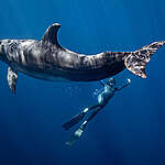 돌고래와 함께 유영하는 다이버