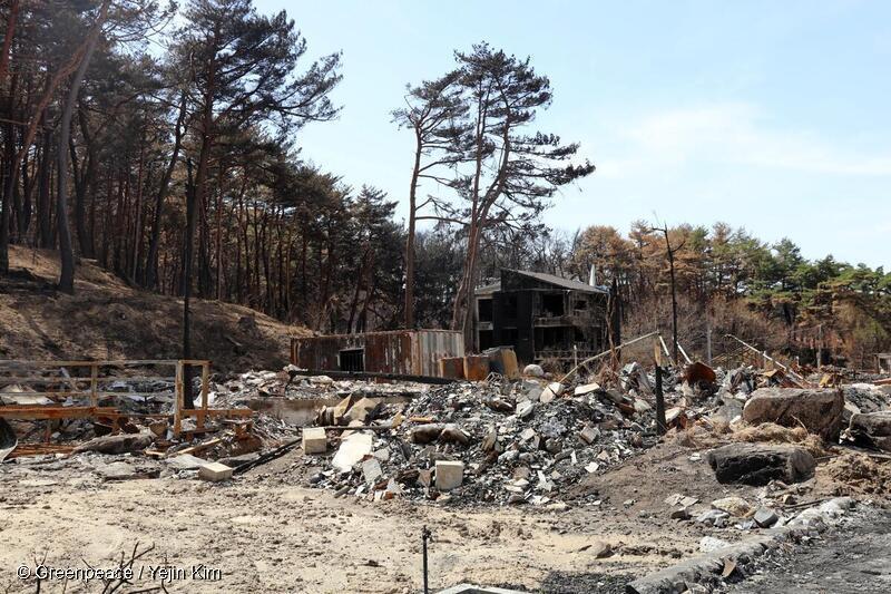 2023년 4월 강릉산불은 강풍으로 나무가 전신주에 쓰러지며 발생했다. 산불 피해 이재민들은 2024년 4월 한국전력을 상대로 손해배상 청구 소송을 제기했다.