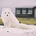 흥미진진 북극 여우에 대해 몰랐던 사실 8가지