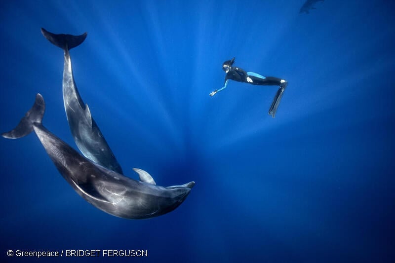 프리다이버와 돌고래 두 마리가 푸른 바다에서 함께 유영하고있다.