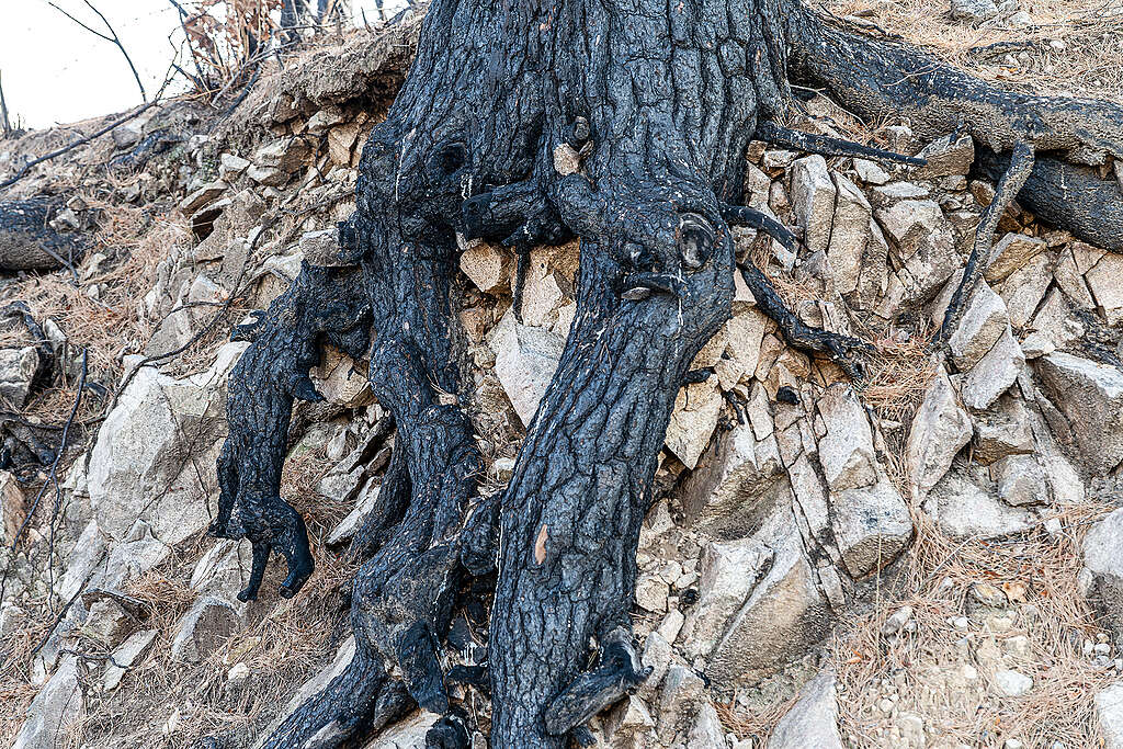 산불이 지나가고 그을린 나무의 흔적 ©이성우
