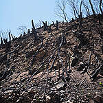 [보고서] 2025 영남 초대형 산불 피해 실태조사 최종보고서