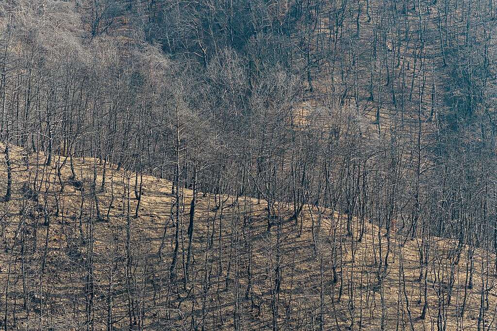 산불이 휩쓸고 간 자리