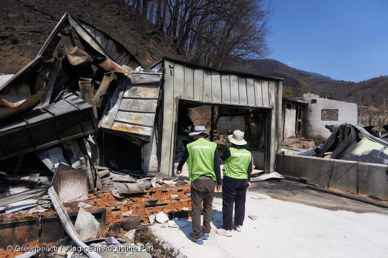2025년 3월 발생한 청송 산불 현장을 조사하는 그린피스 활동가들