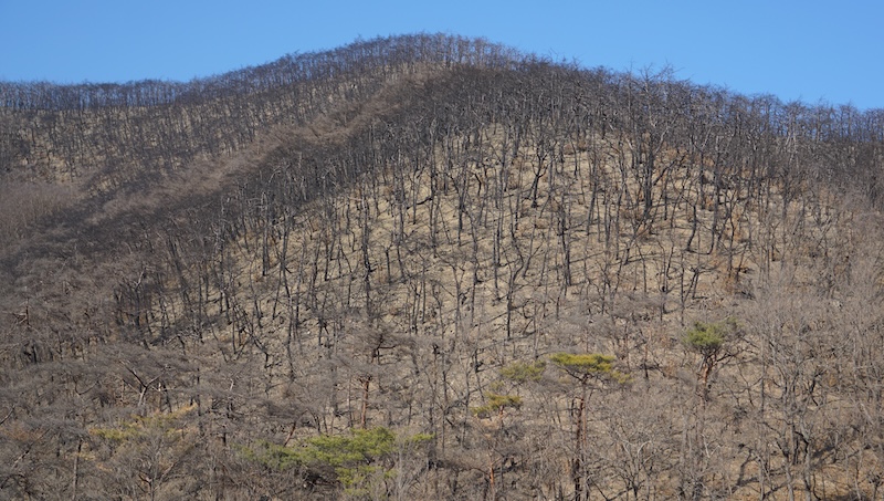 산불로 타버린 고운사 사찰림의 모습
