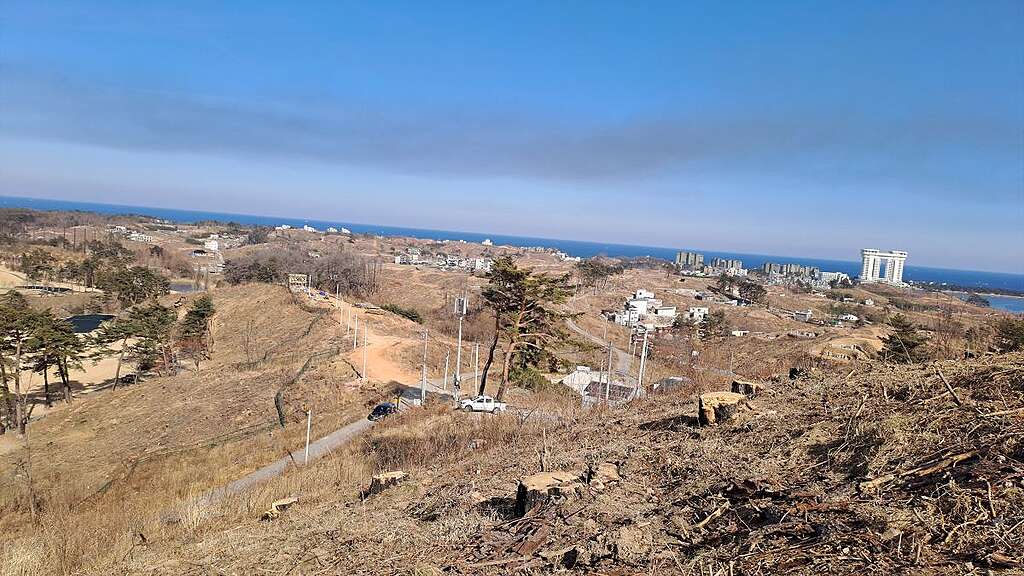 2025년 1월 강릉 산불이 발생한 지 1년 9개월이 지난 시점이지만 설문 당시 여전히 민둥산인 모습 