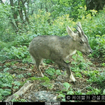 2025년 7월 상부정류장 부지에서 촬영된 산양의 모습