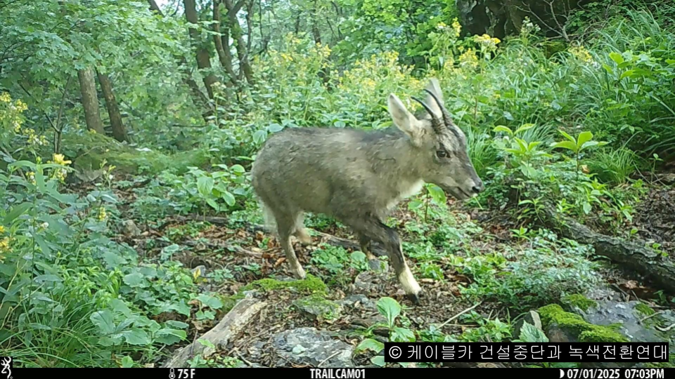 2025년 7월 상부정류장 부지에서 촬영된 산양의 모습