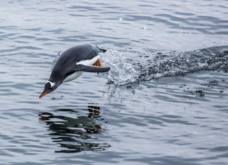 Gentoo Penguin in the Antarctic