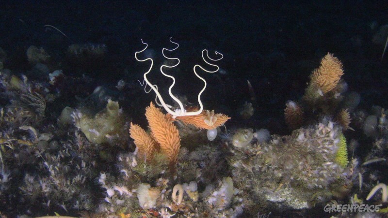 Snake Star on sea floor, Hope Bay, Trinity Peninsula, Antarctica.