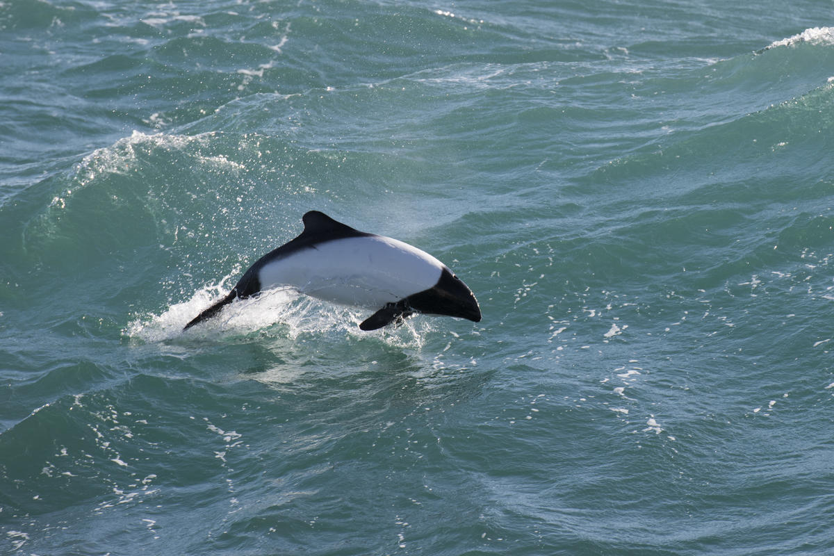 Commerson's Dolphin. © Daniel Beltrá