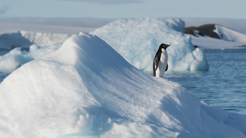 One of the largest Adélie penguin colonies in Antarctica is situated in Hope Bay on Trinity Peninsula, which is the northernmost part of the Antarctic Peninsula. Just outside Hope Bay, the Antarctic Sound connect the Bransfield Strait to the Weddell Sea. In this area, Greenpeace is about to conduct submarine-based scientific research to strengthen the proposal to create the largest protected area on the planet, an Antarctic Ocean Sanctuary.