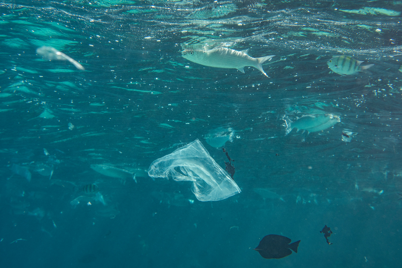 © Cherie Bridges / Greenpeace