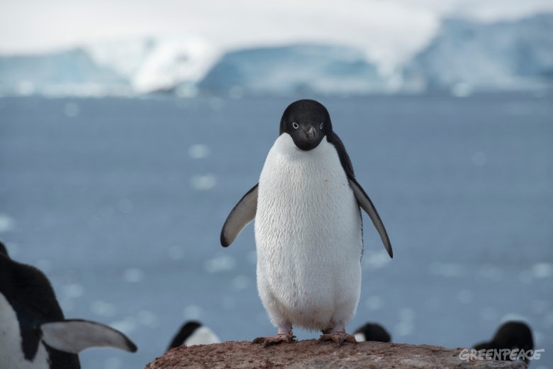 ne of the largest Adélie penguin colonies in Antarctica, situated in Hope Bay on Trinity Peninsula, which is the northernmost part of the Antarctic Peninsula. Just outside Hope Bay, the Antarctic Sound connect the Bransfield Strait to the Weddell Sea. In this area, Greenpeace is conducting submarine-based scientific research to strengthen the proposal to create the largest protected area on the planet, an Antarctic Ocean Sanctuary.