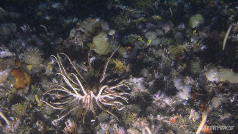 Sun Star (Labidiaster) on sea floor, Hope Bay, Trinity Peninsula, Antarctica.