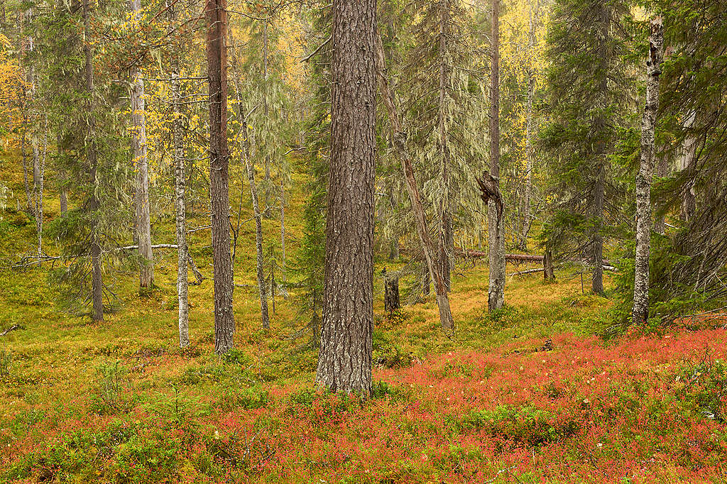 Forêt en Finlande