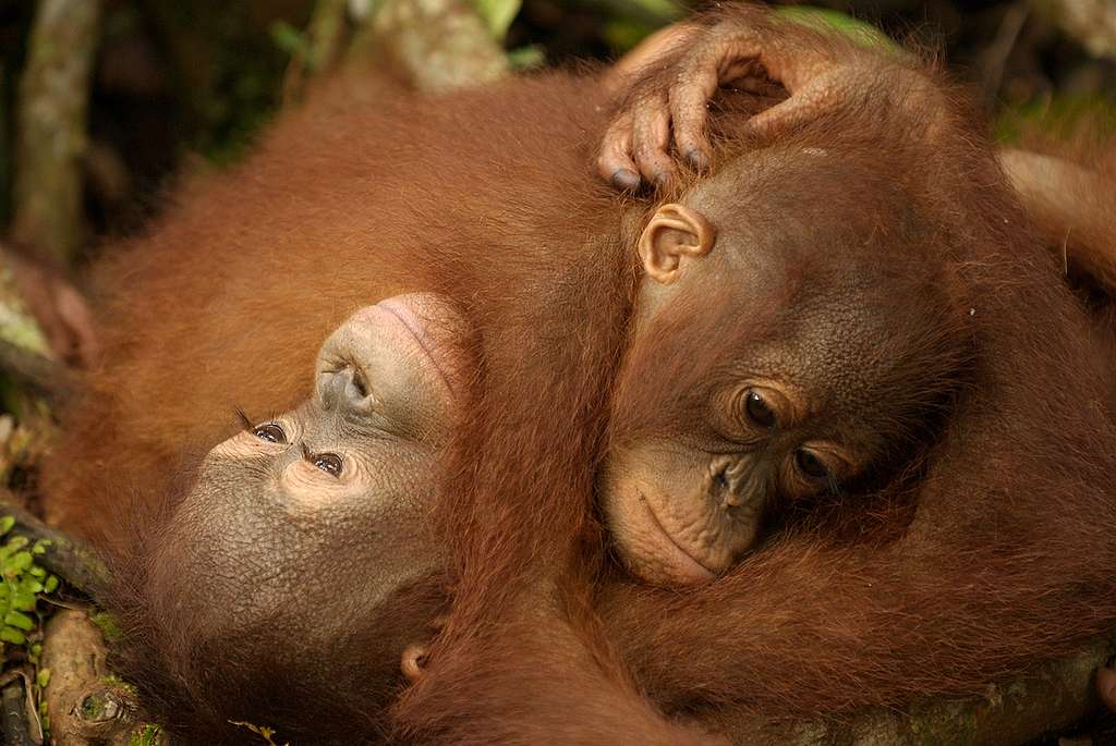 Projet Nyaru Menteng Orang Utan à Kalimantan