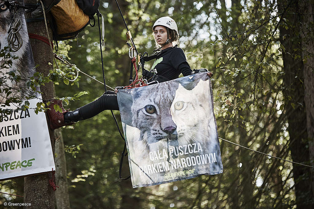 Plus de 70 militants de 12 pays européens ont bloqué des machines lourdes qui coupaient des forêts anciennes dans la zone protégée par l'UNESCO de la forêt de Białowieża en Pologne.