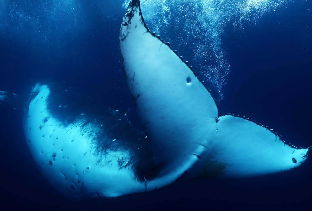 Humpback Whale in Tonga. © Paul Hilton