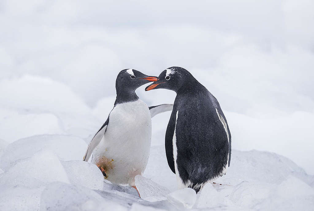 Gentoo Penguins in the Antarctic. © Paul Hilton