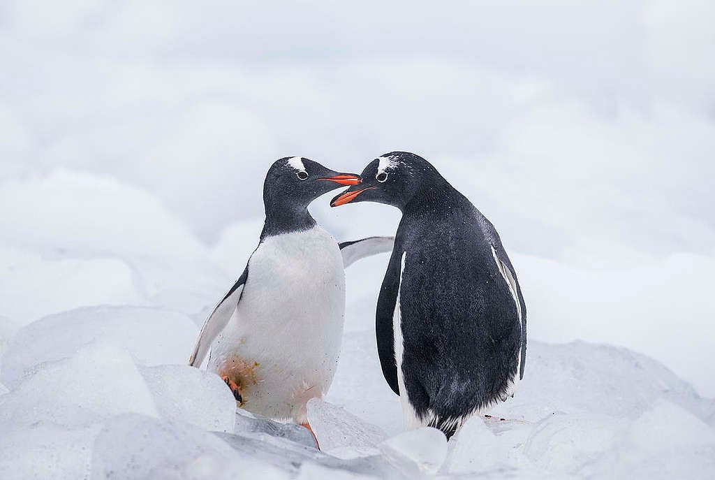 Eselspinguine in der Antarktis
