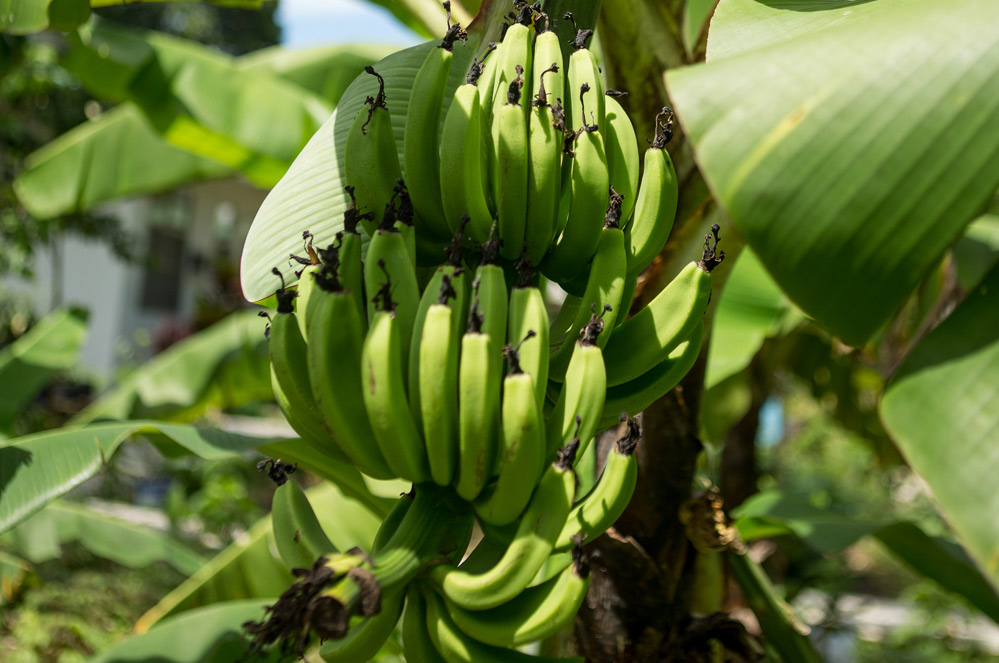 Plantage de bananes aux Philippines.