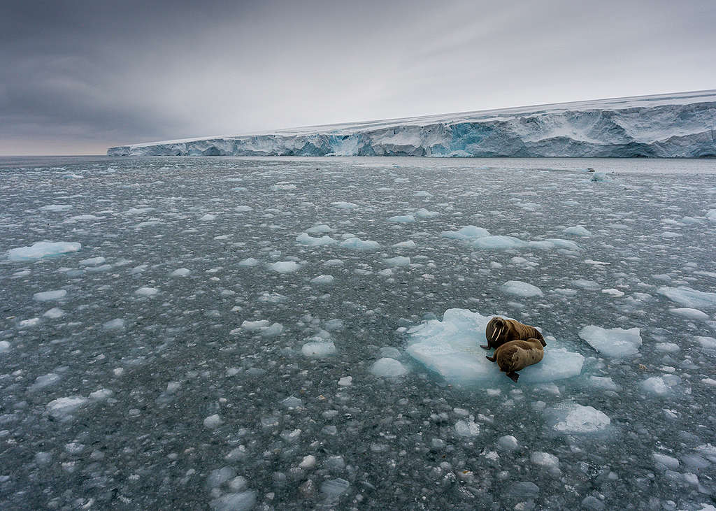 Morses sur banquise à Kvitøya à Svalbard