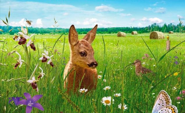 DIE WIESE – EIN PARADIES NEBENAN