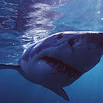 Großer weißer Hai (Carcharodon carcharias).