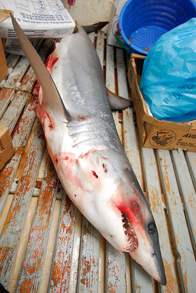 Requin mako - Defendant nos océans (mer Méditerranée: 2007) 