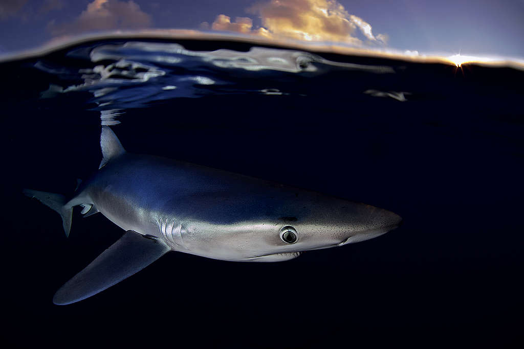 Requin bleu en proximité des Açores