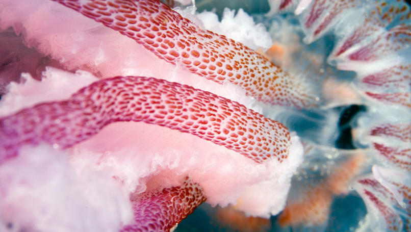 Die malvenfarbene Stachelqualle (Pelagia noctiluca) in der Tiefsee um die Azoren wird bis zu 10 Zentimeter im Durchmesser groß. Wenn sie nachts gestört wird, kann diese Qualle Lichtblitze erzeugen.